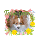 Papillon dog stamps（個別スタンプ：17）