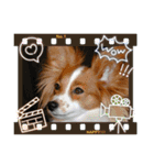 Papillon dog stamps（個別スタンプ：18）