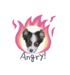 Papillon dog stamps（個別スタンプ：19）