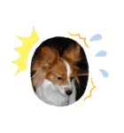 Papillon dog stamps（個別スタンプ：20）