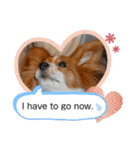 Papillon dog stamps（個別スタンプ：21）