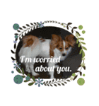 Papillon dog stamps（個別スタンプ：25）