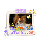 Papillon dog stamps（個別スタンプ：26）