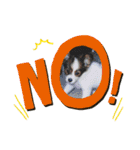Papillon dog stamps（個別スタンプ：27）