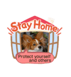 Papillon dog stamps（個別スタンプ：28）
