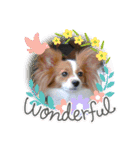 Papillon dog stamps（個別スタンプ：30）