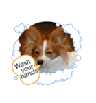 Papillon dog stamps（個別スタンプ：31）