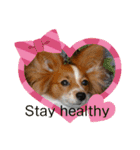 Papillon dog stamps（個別スタンプ：32）