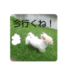 ももあんどもも（個別スタンプ：4）