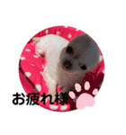 ももあんどもも（個別スタンプ：6）