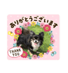 パンちゃん♥️F（個別スタンプ：1）