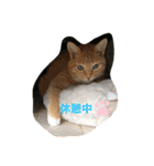 パンちゃん♥️F（個別スタンプ：14）