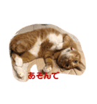 パンちゃん♥️F（個別スタンプ：15）