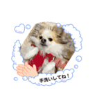 レオ君とモモコちゃんpart2（個別スタンプ：12）