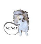 レオ君とモモコちゃんpart2（個別スタンプ：14）