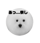 ビションフリーゼ スタンプ（個別スタンプ：6）