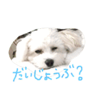 マルプーBB ❤︎（個別スタンプ：2）
