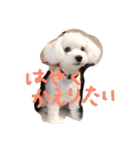 マルプーBB ❤︎（個別スタンプ：3）