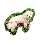 マルプーBB ❤︎（個別スタンプ：4）
