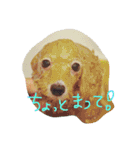 マルプーBB ❤︎（個別スタンプ：5）