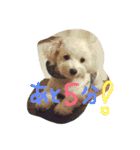 マルプーBB ❤︎（個別スタンプ：7）