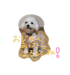 マルプーBB ❤︎（個別スタンプ：8）