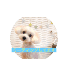 マルプーBB ❤︎（個別スタンプ：14）