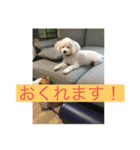 マルプーBB ❤︎（個別スタンプ：21）