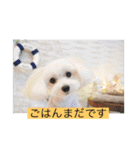 マルプーBB ❤︎（個別スタンプ：22）
