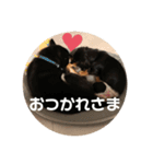 ミニチュアダックスくーちゃん（個別スタンプ：2）