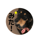 ミニチュアダックスくーちゃん（個別スタンプ：3）