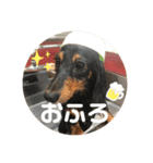 ミニチュアダックスくーちゃん（個別スタンプ：6）