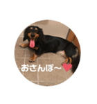 ミニチュアダックスくーちゃん（個別スタンプ：7）