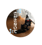 ミニチュアダックスくーちゃん（個別スタンプ：8）