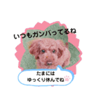 May＆Cocoa（個別スタンプ：17）