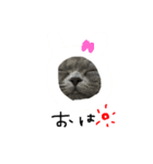 ふぅさん②（個別スタンプ：1）