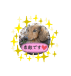 ダックススタンプ びび＆るな（個別スタンプ：3）