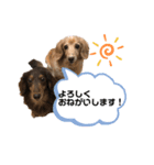 くっきー＆ちょこ1（個別スタンプ：1）