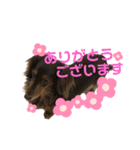 くっきー＆ちょこ1（個別スタンプ：4）