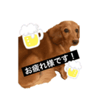くっきー＆ちょこ1（個別スタンプ：5）