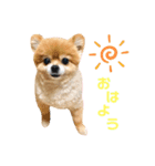 小太郎がいっぱい（個別スタンプ：1）