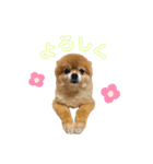 小太郎がいっぱい（個別スタンプ：5）