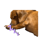 犬の兄妹（個別スタンプ：1）