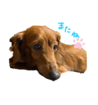 犬の兄妹（個別スタンプ：2）