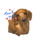 犬の兄妹（個別スタンプ：3）