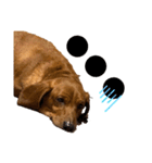 犬の兄妹（個別スタンプ：6）
