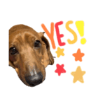 犬の兄妹（個別スタンプ：7）