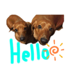 犬の兄妹（個別スタンプ：8）