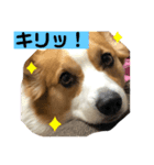 コーギーのコタロウ君！（個別スタンプ：2）