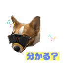 コーギーのコタロウ君！（個別スタンプ：5）